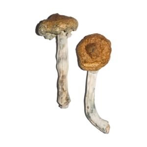 Vietnamese Magic Mushrooms