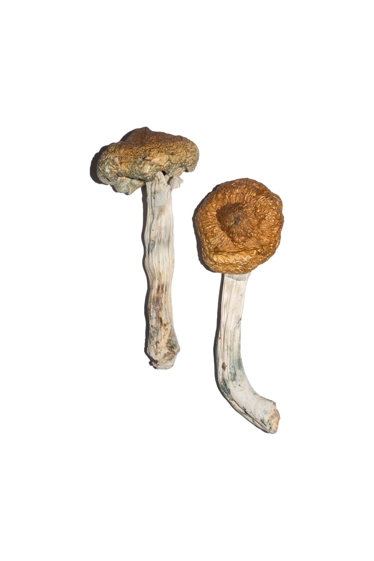 Vietnamese Magic Mushrooms - Image 2
