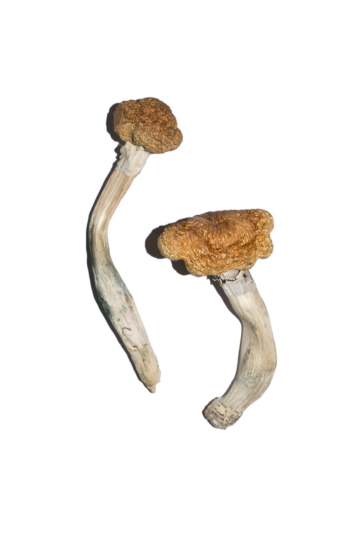Vietnamese Magic Mushrooms - Image 4