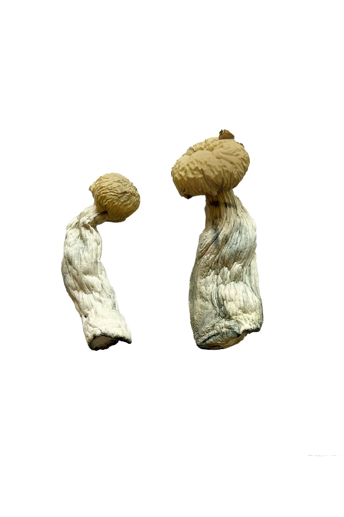 Yeti Magic Mushrooms - Image 2