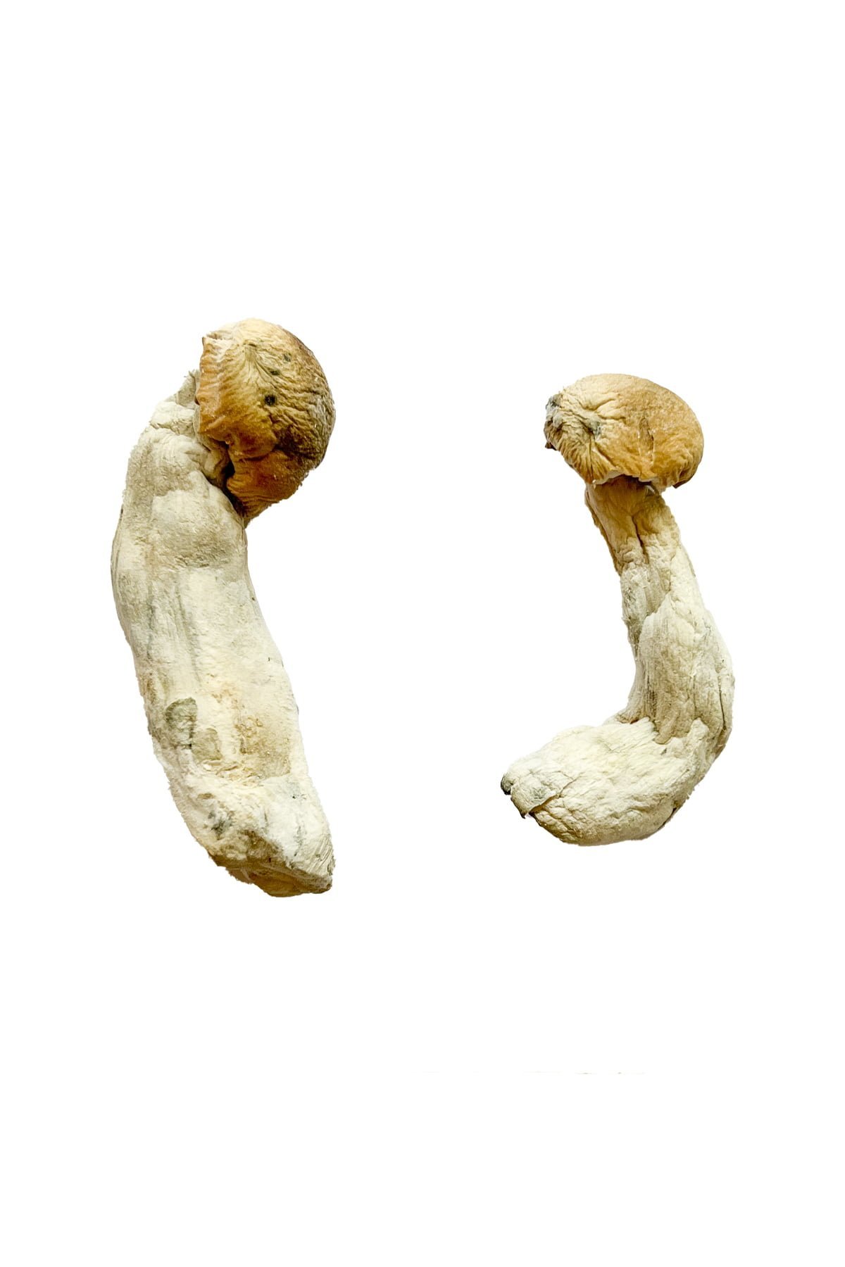 Yeti Magic Mushrooms - Image 4