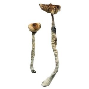 Alternative view of Z-Strain Magic Mushrooms