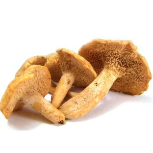 HEDGEHOG DRIED MUSHROOM UK