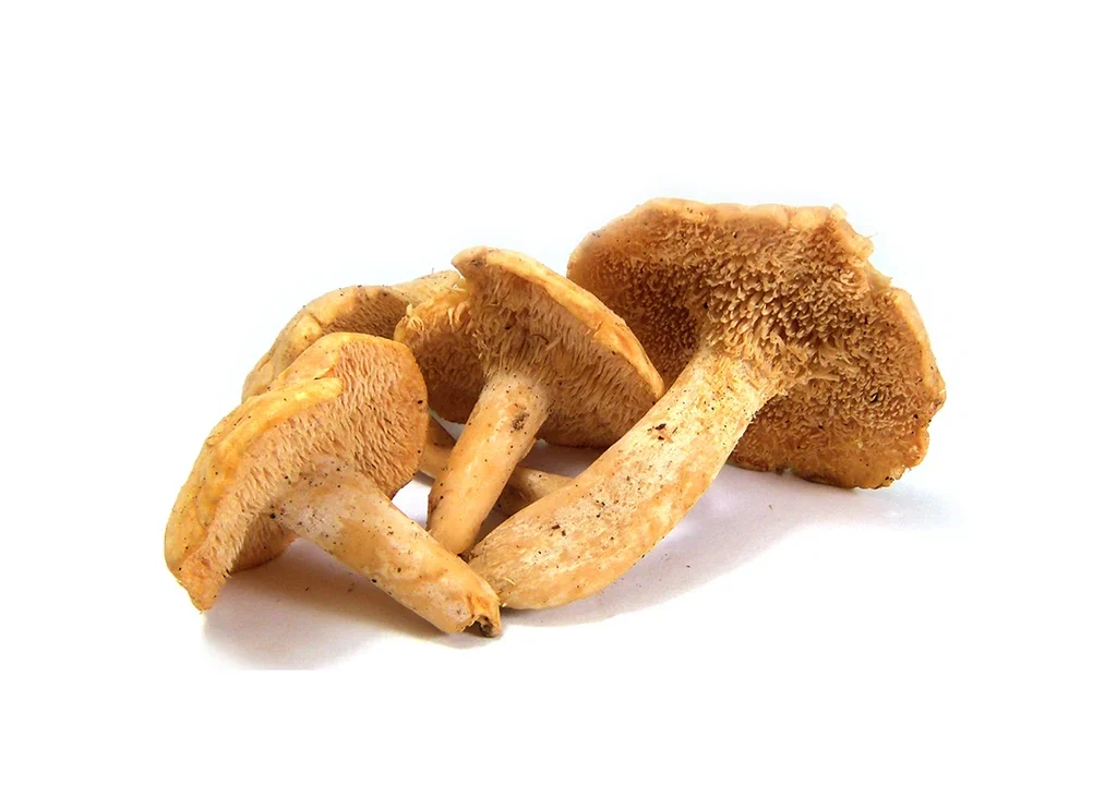 HEDGEHOG DRIED MUSHROOM UK