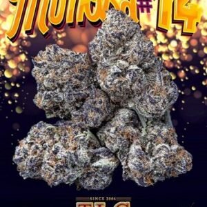 Buy Jungle Boys Mimosa Online