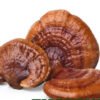 REISHI DRIED MUSHROOMS UK