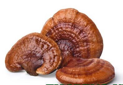 REISHI DRIED MUSHROOMS UK